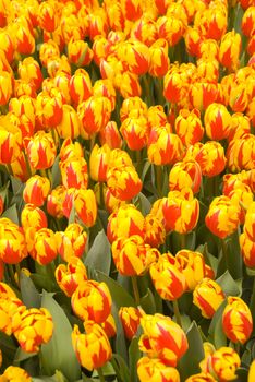 beautiful yellow and red tulups in a park in holland