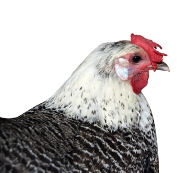 Sussex Hen with Floppy Comb isolated with clipping path           