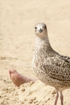 surprised young seagull uncovering a human foot