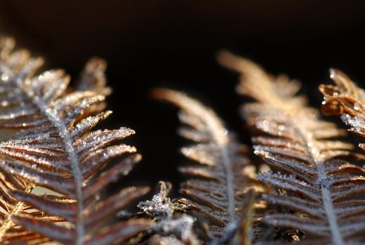 frosty golden bracken macro on black