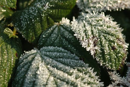 frosty bramble leaf macro