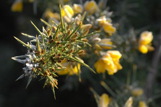 frosty gorse bush macro