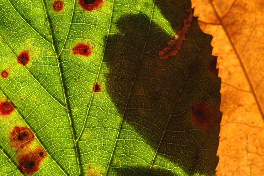 backlit bramble and oak leaf macro