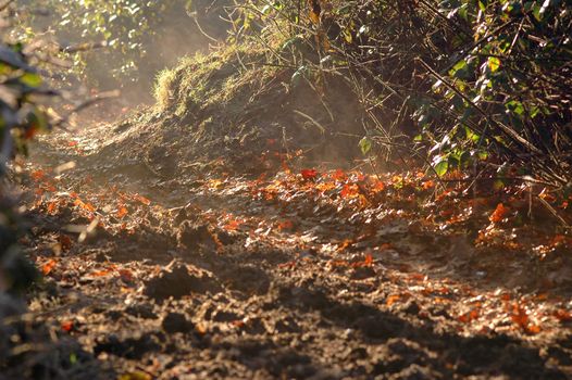 early morning mist rising through sunlit woodland