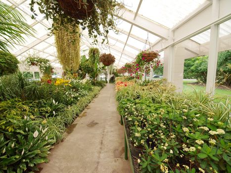 Lush ornamental plants growing in a long greenhouse       