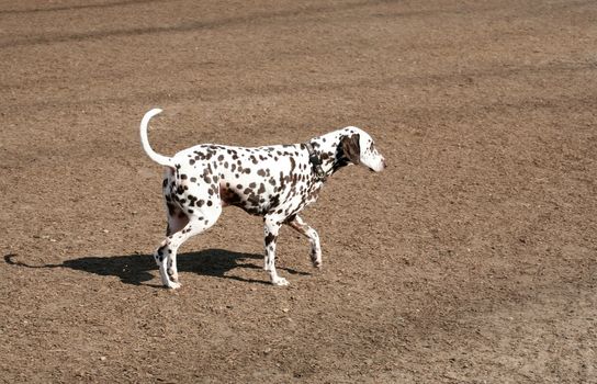 Domestic chocolate colored dalmatian dog walking in a dog park