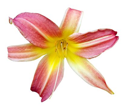 Beautiful Lily isolated with clipping path      