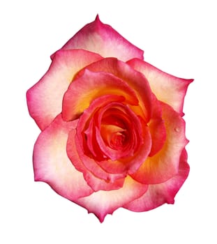 The Rose Double Delight isolated with clipping path       