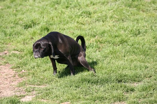 Black and white domestic dog peeing on the grass