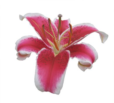 Red Lily isolated with clipping path      