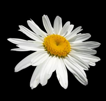 White Daisy isolated with clipping path
       