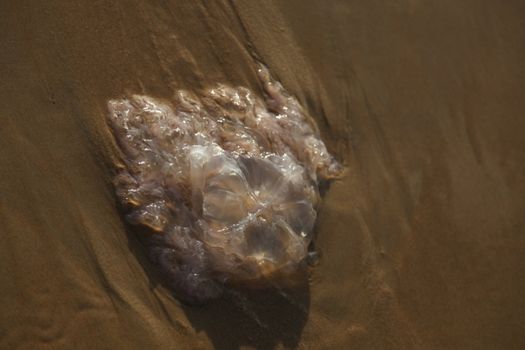 Jelly fish on the sand at the beach.