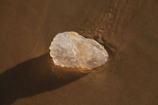 Jelly fish on the sand at the beach.