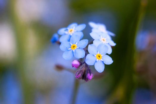 Blue forget-me-not flower in the grass