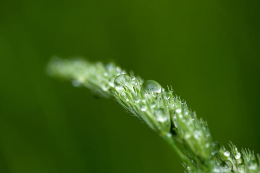 Wet grass macro with water droplets on it