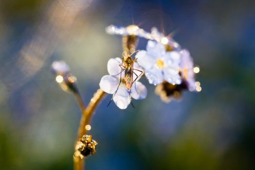 Blue forget-me-not flower with a mosquito on it