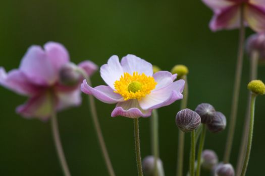 Japanese anemone on green background