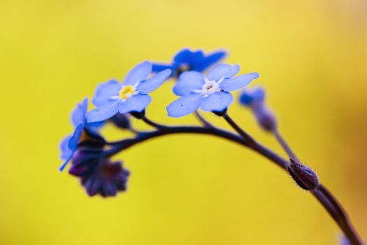 Blue forget-me-not flower on the yellow background