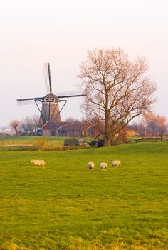 Dutch landscape in winter with mill and sheep in the last sunshine of a freezing cold day