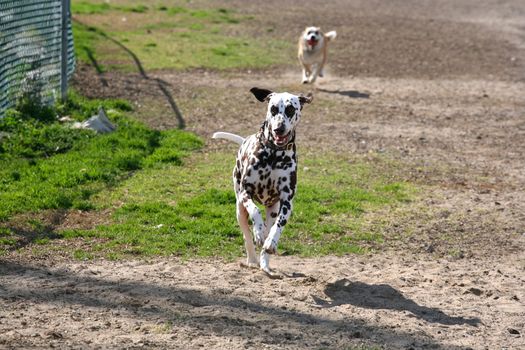 Dalmatian and mutt running in a dog park