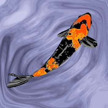 A black-and-orange koi swimming gracefully in a fish pond.