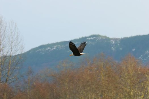 Bald Eagle, Skagit River Valley, Washington, United States
