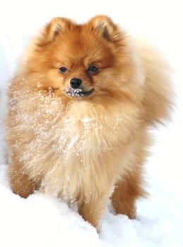 Pomeranian playing in snow