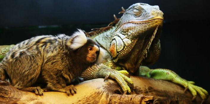 Iguana and monkey together
