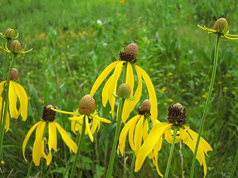 A photograph of a yellow flower in a field.