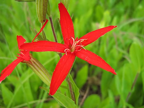 A photograph of a red flower in a garden.