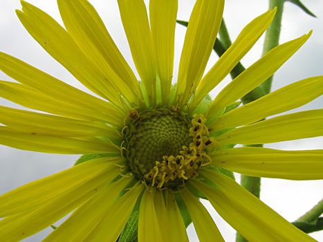 A photograph of a yellow flower in a field.