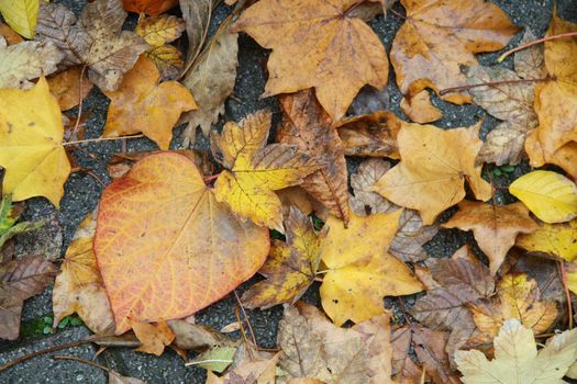 Fall Foliage in brown and yellow, typical autumn colors