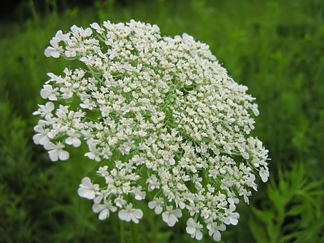 A photograph of a white flower in a field.