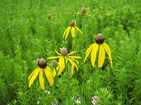 A photograph of a yellow flower in a field.