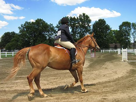 A photograph of a horse and rider.