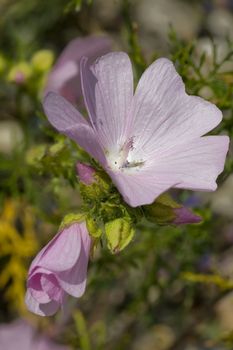 Hollyhock openned and closed