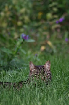 A cat hiding in the grass