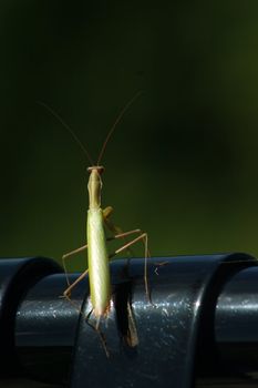 A grass hopper sitting on the edge of a black metal bench.