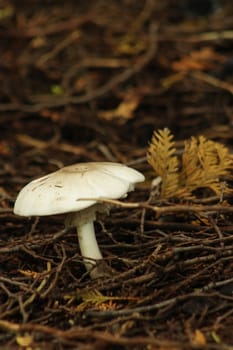 A single mushroom growing on the forest floor, surrounded by needles and other ground cover.