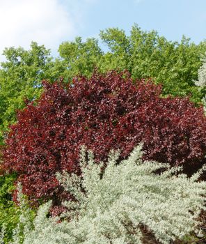 colorful tree leaves at spring over blue sky background