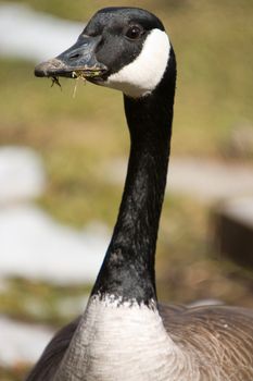 A closeup of a Canada Goose who has food caught between it's beak.