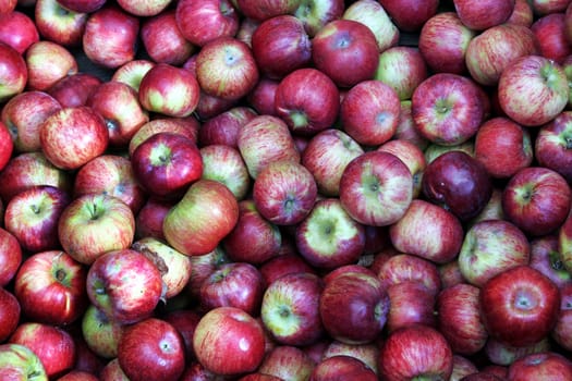 Red apple`s