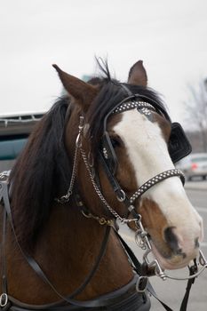 A portrait of a horse as he waits for his next fare.