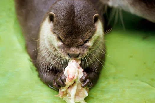 Otter in the water, eating fish 