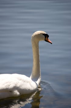 A lone white swan in the foreground with a tranquil water background.