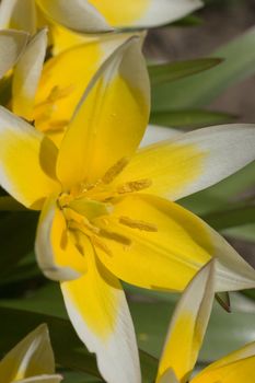 Tarda Tulip, yellow center with white edges, which takes up most of the frame.