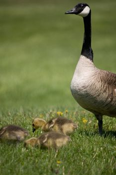 A Canada Goose overseeing her chicks eating grass in front of her.