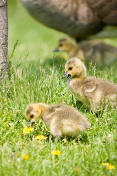 2 Canada Goose chicks eating grass in the foreground, with another and their mother in the background.