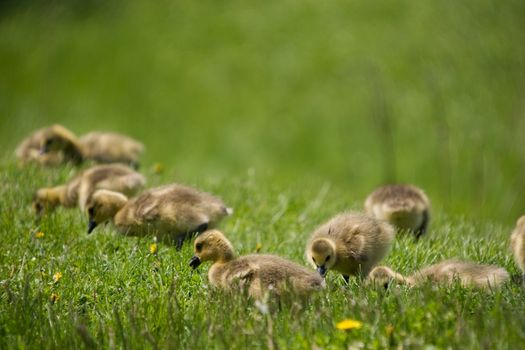 A bunch of Gosslings eating grass, selective focus on the chicks, blurring out the background.