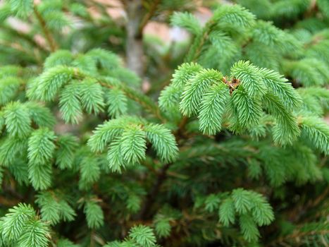 young green fir branch at spring over green blur background